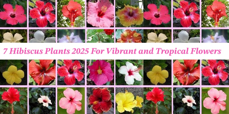7 Hibiscus Plants